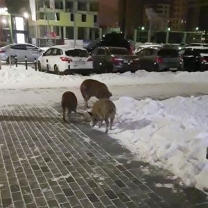 Tri svinje u Rusiji