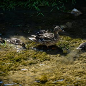 Grad Samobor ponovno postaje omiljena vikend destinacija