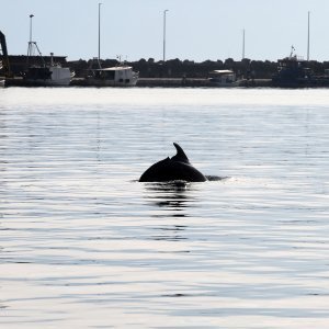 Rijeka: Dupin u luci proveo čitavo subotnje poslijepodne