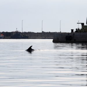 Rijeka: Dupin u luci proveo čitavo subotnje poslijepodne