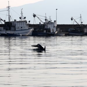 Rijeka: Dupin u luci proveo čitavo subotnje poslijepodne