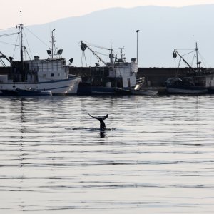 Rijeka: Dupin u luci proveo čitavo subotnje poslijepodne