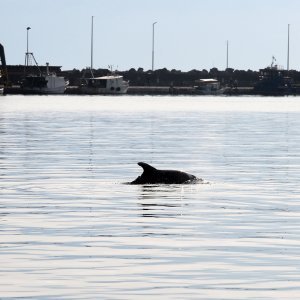 Rijeka: Dupin u luci proveo čitavo subotnje poslijepodne