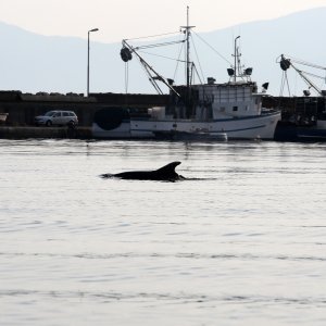 Rijeka: Dupin u luci proveo čitavo subotnje poslijepodne