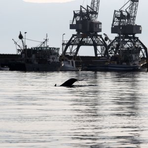 Rijeka: Dupin u luci proveo čitavo subotnje poslijepodne