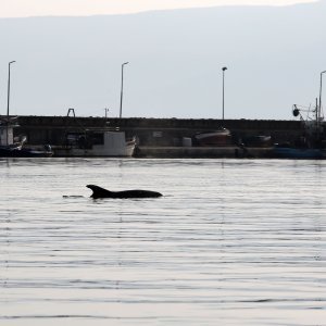 Rijeka: Dupin u luci proveo čitavo subotnje poslijepodne