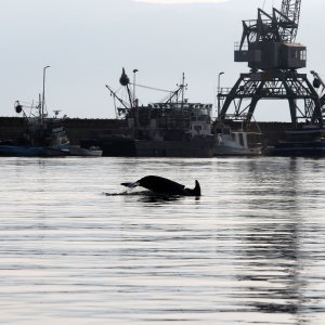 Rijeka: Dupin u luci proveo čitavo subotnje poslijepodne