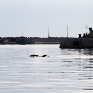 Rijeka: Dupin u luci proveo čitavo subotnje poslijepodne