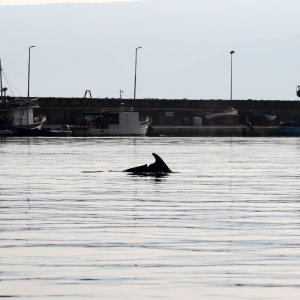 Rijeka: Dupin u luci proveo čitavo subotnje poslijepodne