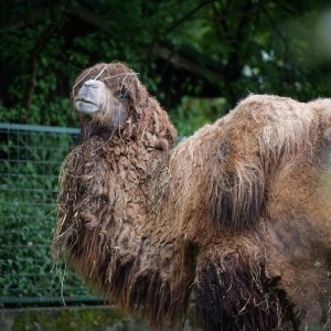 Zagreb: Za posjetitelje ponovno otvoren ZOO vrt