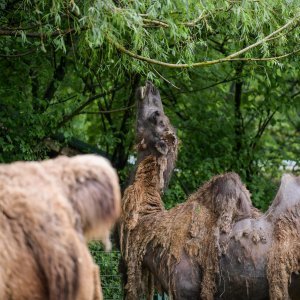 Zagreb: Za posjetitelje ponovno otvoren ZOO vrt