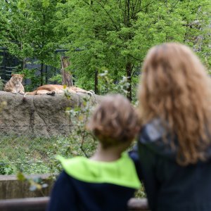 Zagreb: Za posjetitelje ponovno otvoren ZOO vrt