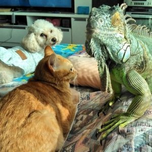 Mačka i iguana