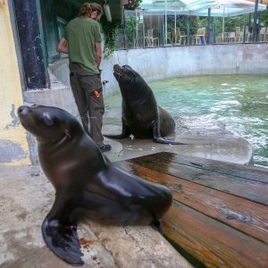 U Zoološkom vrtu Grada Zagreba uginula mama morska lavica, a nakon nje i njezino mladunče