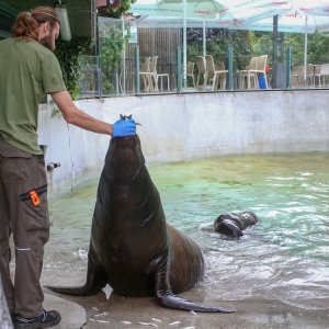 U Zoološkom vrtu Grada Zagreba uginula mama morska lavica, a nakon nje i njezino mladunče