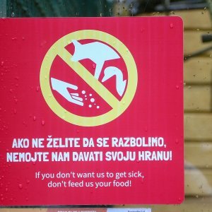 U Zoološkom vrtu Grada Zagreba uginula mama morska lavica, a nakon nje i njezino mladunče