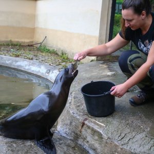 U Zoološkom vrtu Grada Zagreba uginula mama morska lavica, a nakon nje i njezino mladunče