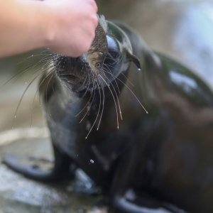 U Zoološkom vrtu Grada Zagreba uginula mama morska lavica, a nakon nje i njezino mladunče