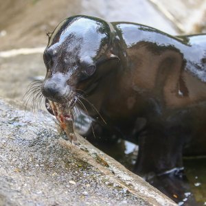 U Zoološkom vrtu Grada Zagreba uginula mama morska lavica, a nakon nje i njezino mladunče