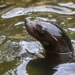 U Zoološkom vrtu Grada Zagreba uginula mama morska lavica, a nakon nje i njezino mladunče