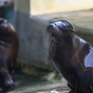 U Zoološkom vrtu Grada Zagreba uginula mama morska lavica, a nakon nje i njezino mladunče