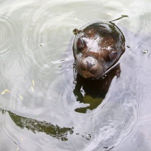 U Zoološkom vrtu Grada Zagreba uginula mama morska lavica, a nakon nje i njezino mladunče