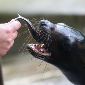 U Zoološkom vrtu Grada Zagreba uginula mama morska lavica, a nakon nje i njezino mladunče