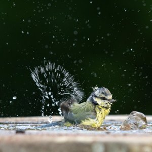 Pobjedničke amaterske fotografije