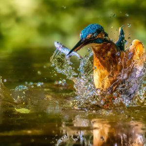 Pobjedničke amaterske fotografije