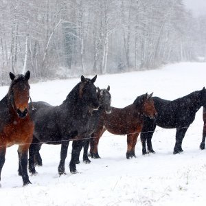 Konji na pašnjaku kod Krnjaka