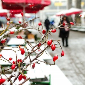 Snijeg u Zagrebu