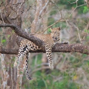 Lijeni leopard