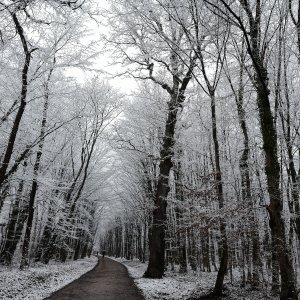 Prvi ovogodišnji snijeg zabijelio je Maksimir