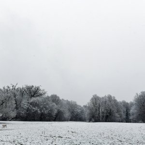 Prvi ovogodišnji snijeg zabijelio je Maksimir