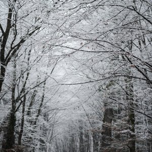 Prvi ovogodišnji snijeg zabijelio je Maksimir