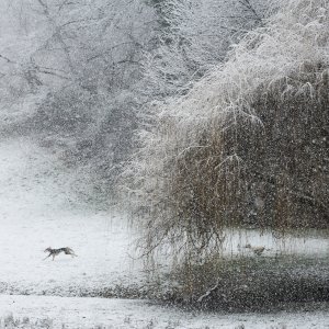 Prvi ovogodišnji snijeg zabijelio je Maksimir