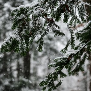 Prvi ovogodišnji snijeg zabijelio je Maksimir