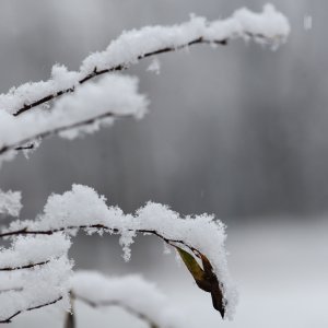 Prvi ovogodišnji snijeg zabijelio je Maksimir