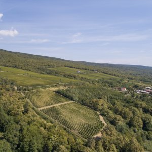 Vinogradi Enjingi