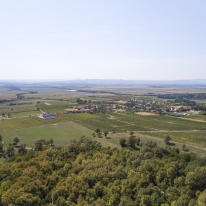 Vinogradi Enjingi