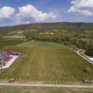 Vinogradi Enjingi