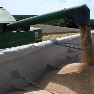 Cijene pšenice snažno porasle nakon ruskog napada na Ukrajinu