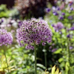 Ukrasni luk (Allium)