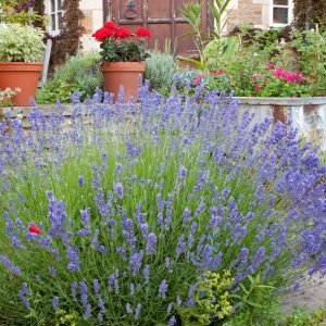 Lavanda