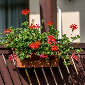 Pelargonija