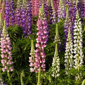 Vučika (Lupinus)