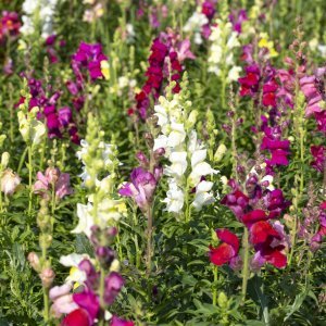 Zijevalica (Antirrhinum majus)