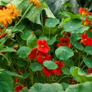 Potočarka (Nasturtium officinale)