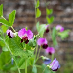 Mirisna grahorica, slatki grašak (Lathyrus odoratus)