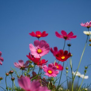 Uresnica (Cosmos bipinnatus)